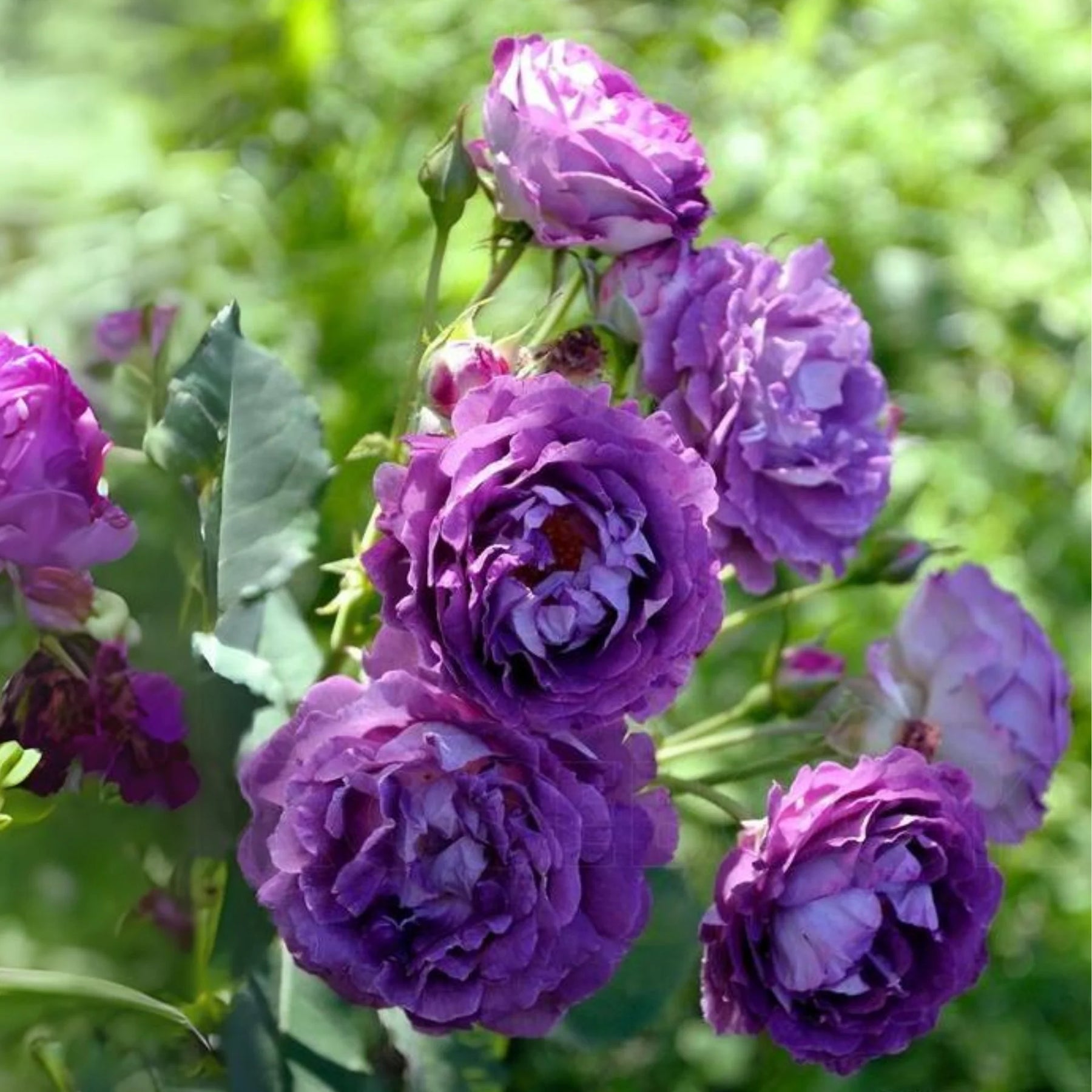 Purple Rose Romantic Blooms Heirloom Non-GMO Seeds for Plantings for planting in home garden